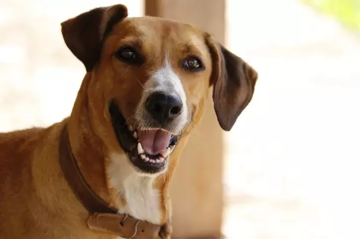 Prefeitura de Rio Negro possui o programa de castração social de cães